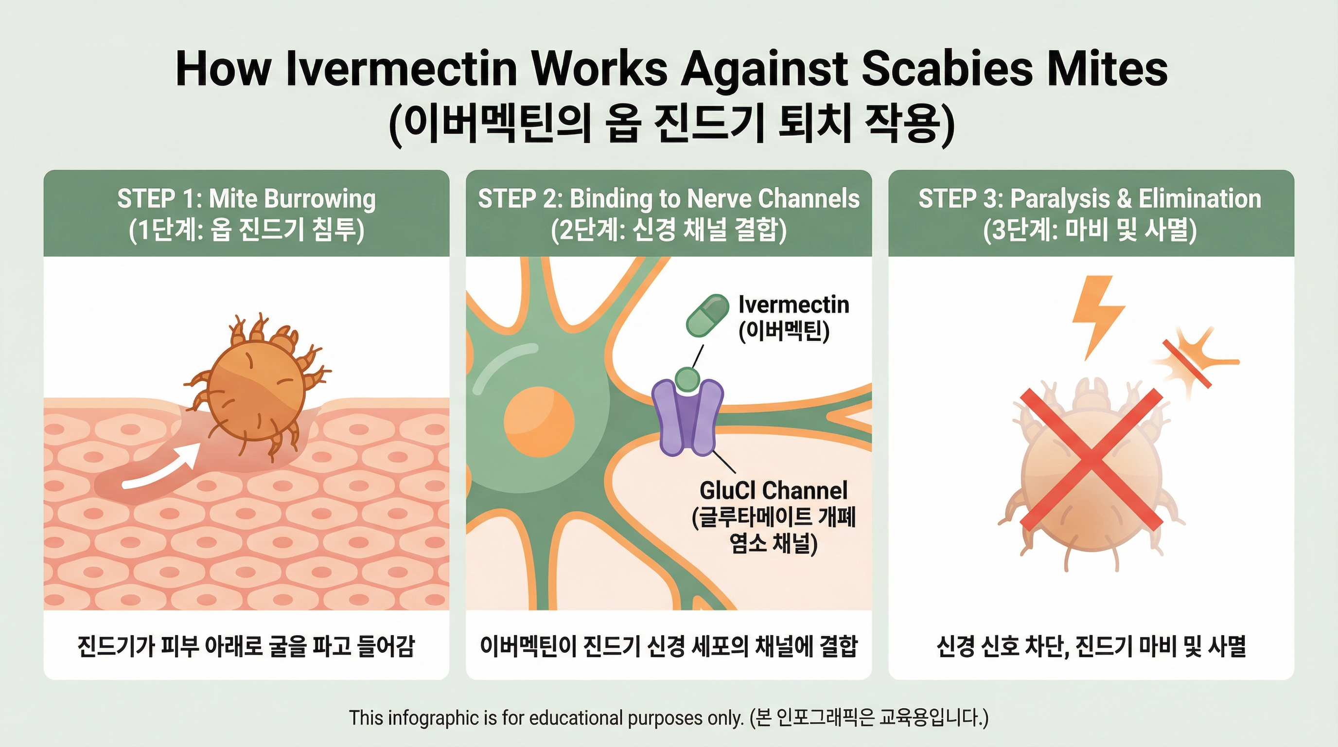 이브코프(ivecop) 12mg 효능·복용법 | 이버멕틴 구충제 옴 모낭충 치료 15 이버멕틴 성분이 기생충의 신경을 마비시켜 사멸시키는 과정을 시각화한 인포그래픽