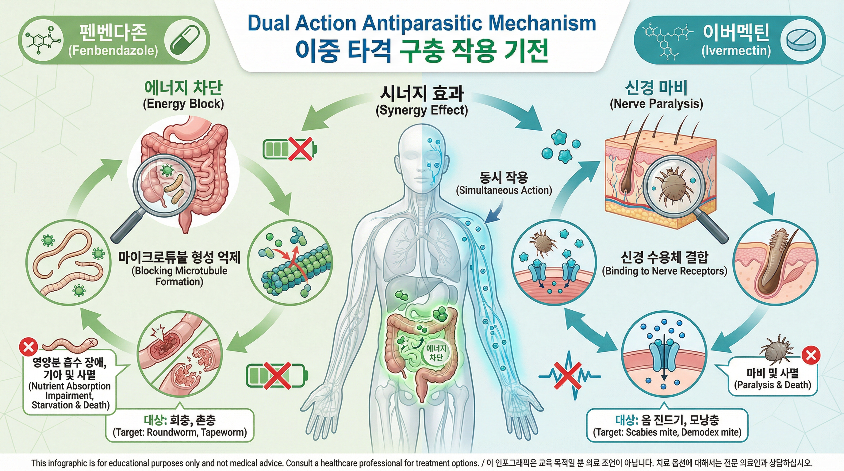 펜벤다졸의 에너지 차단 기전과 이버멕틴의 신경 마비 기전이 동시에 작용하는 이중 타격 인포그래픽