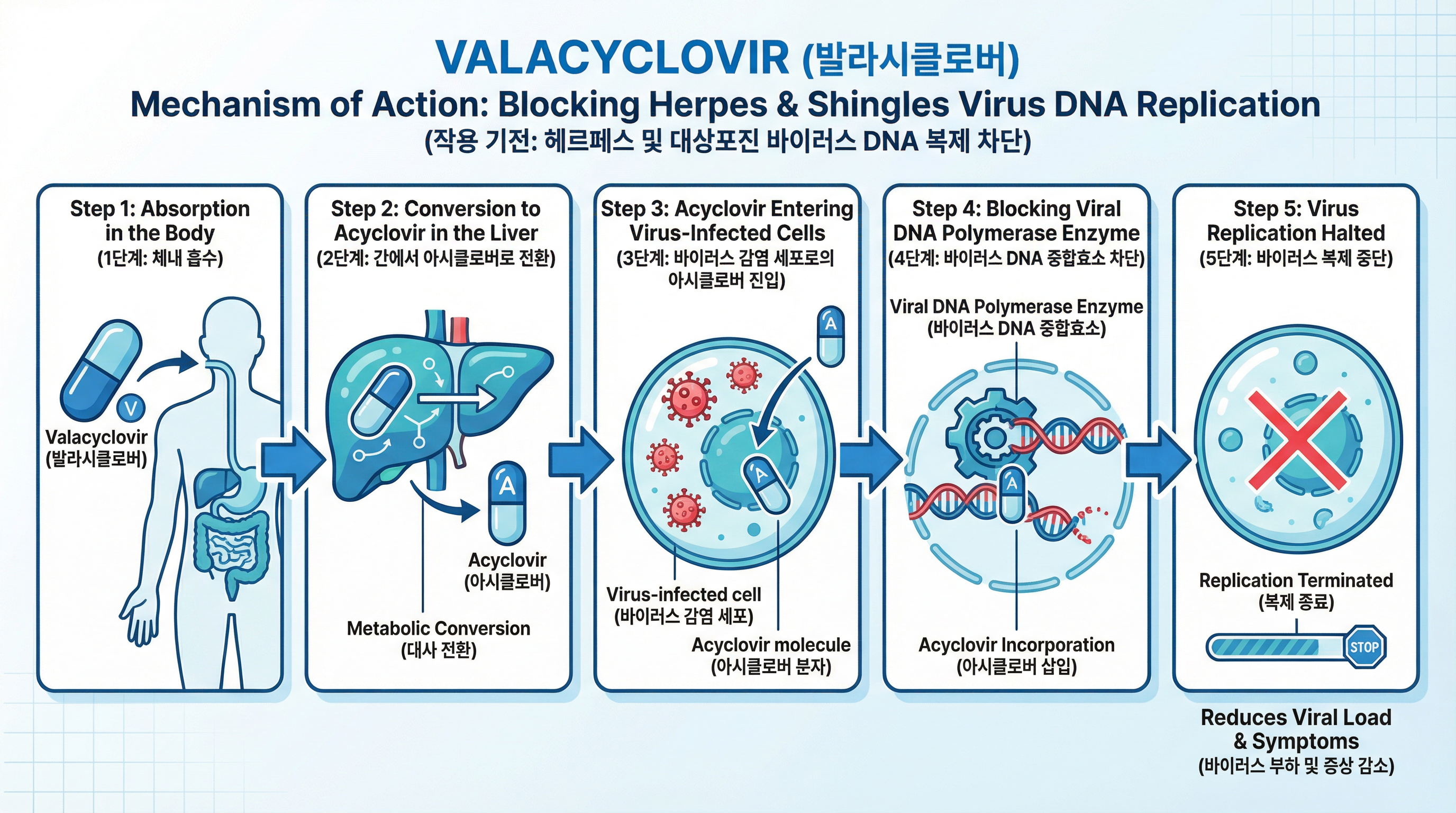 발시버 1000mg 효능·복용법 총정리 | 헤르페스·대상포진 항바이러스제 15 발라시클로버 성분이 헤르페스 및 대상포진 바이러스의 dna 복제를 차단하는 작용 기전 인포그래픽