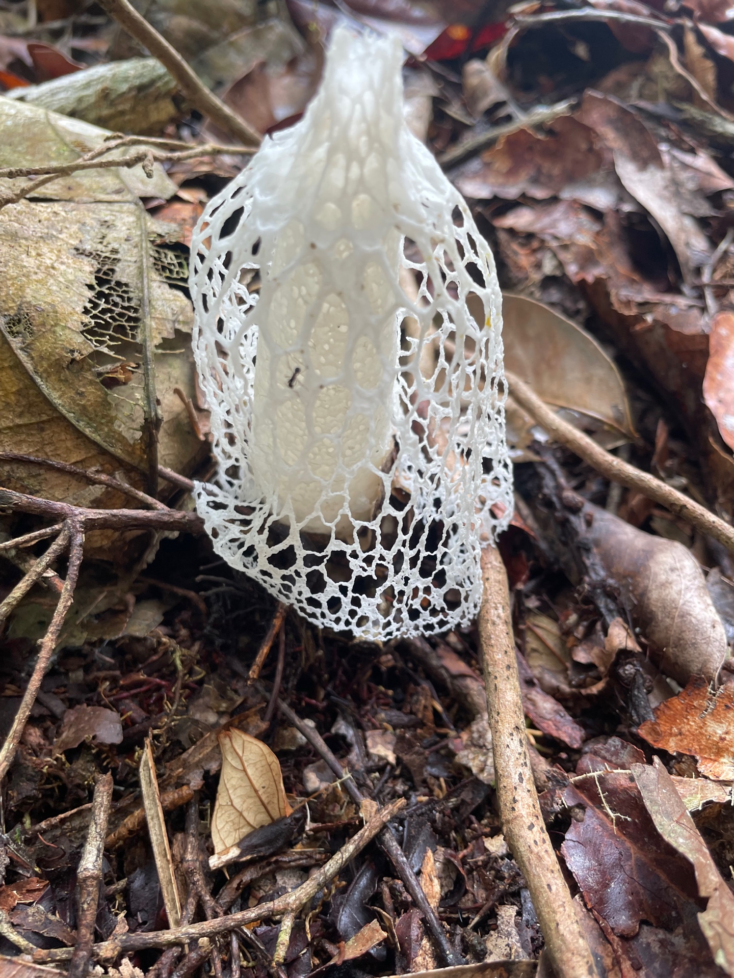 Jungle trails at Ayaruna Gardens