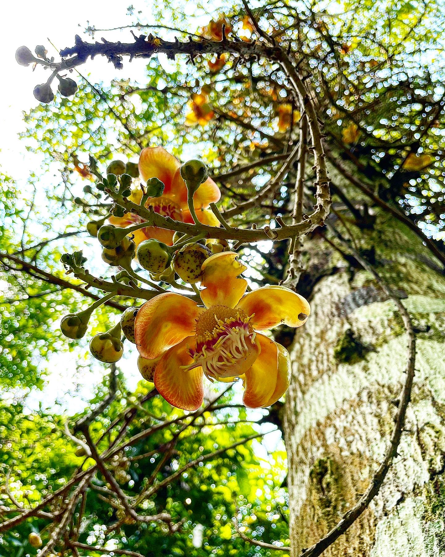 River and jungle views near Ayaruna