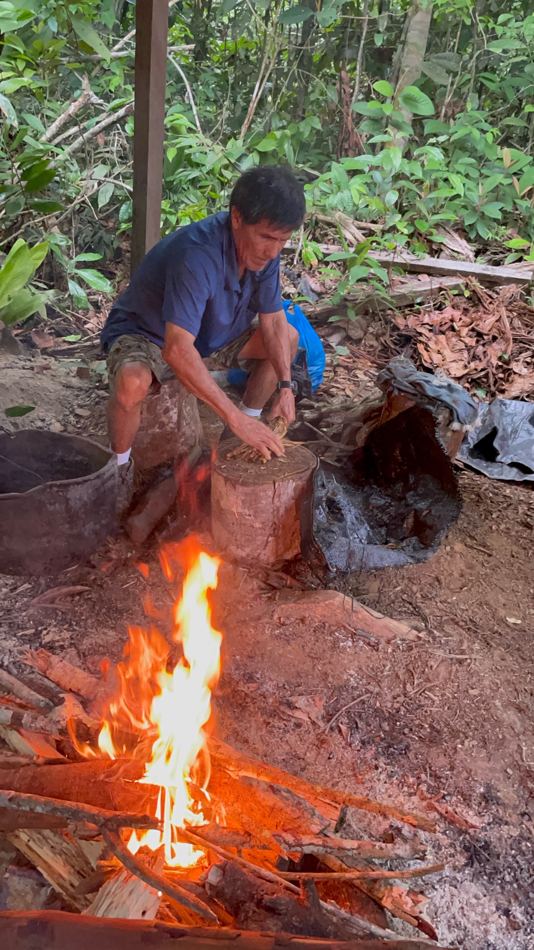 Rainforest canopy at Ayaruna Gardens