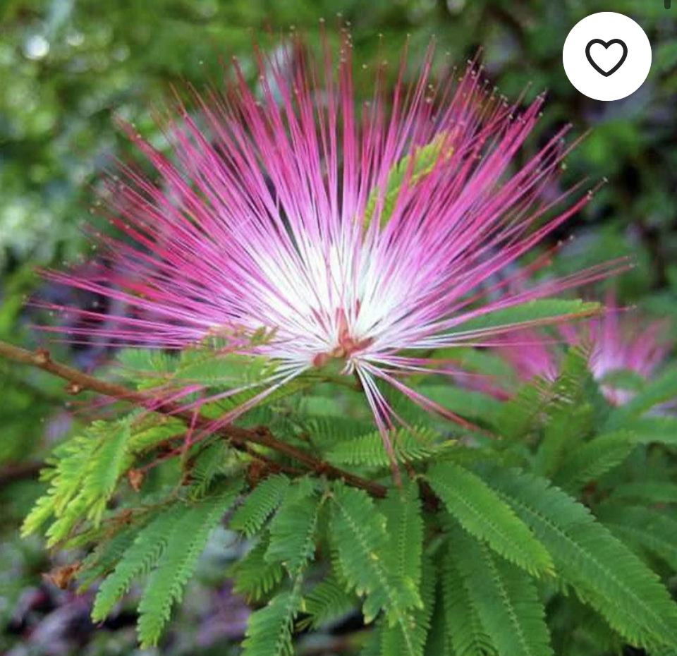 Lush jungle scenery at Ayaruna Gardens