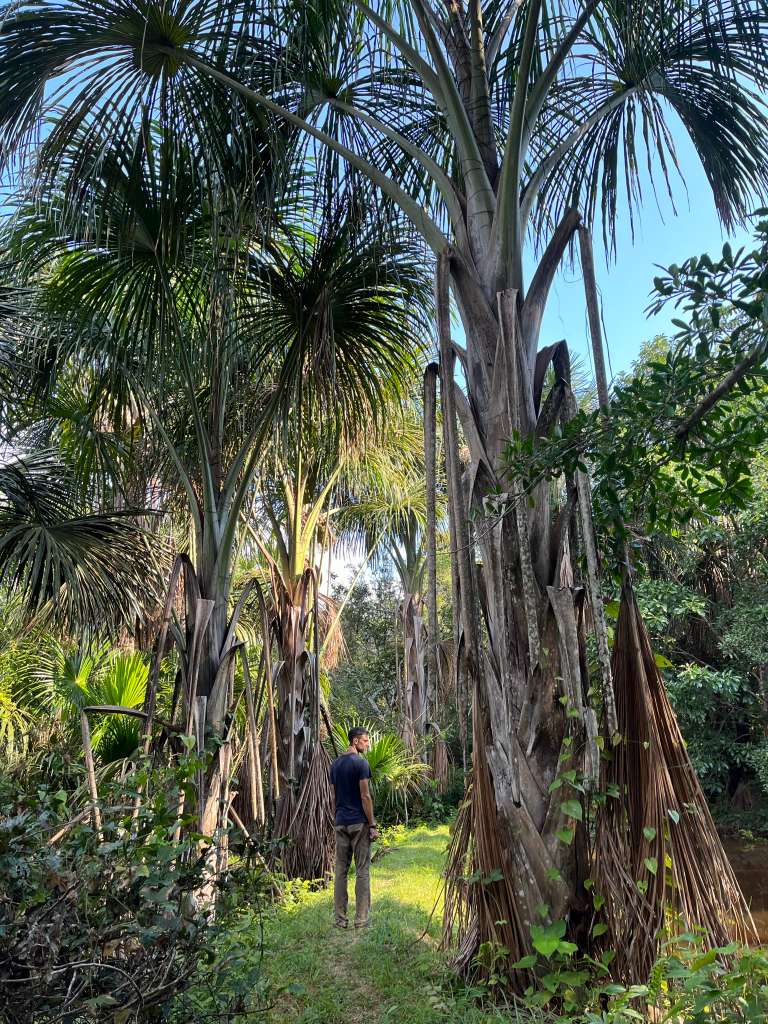 Rustic jungle accommodation interior at Ayaruna Gardens