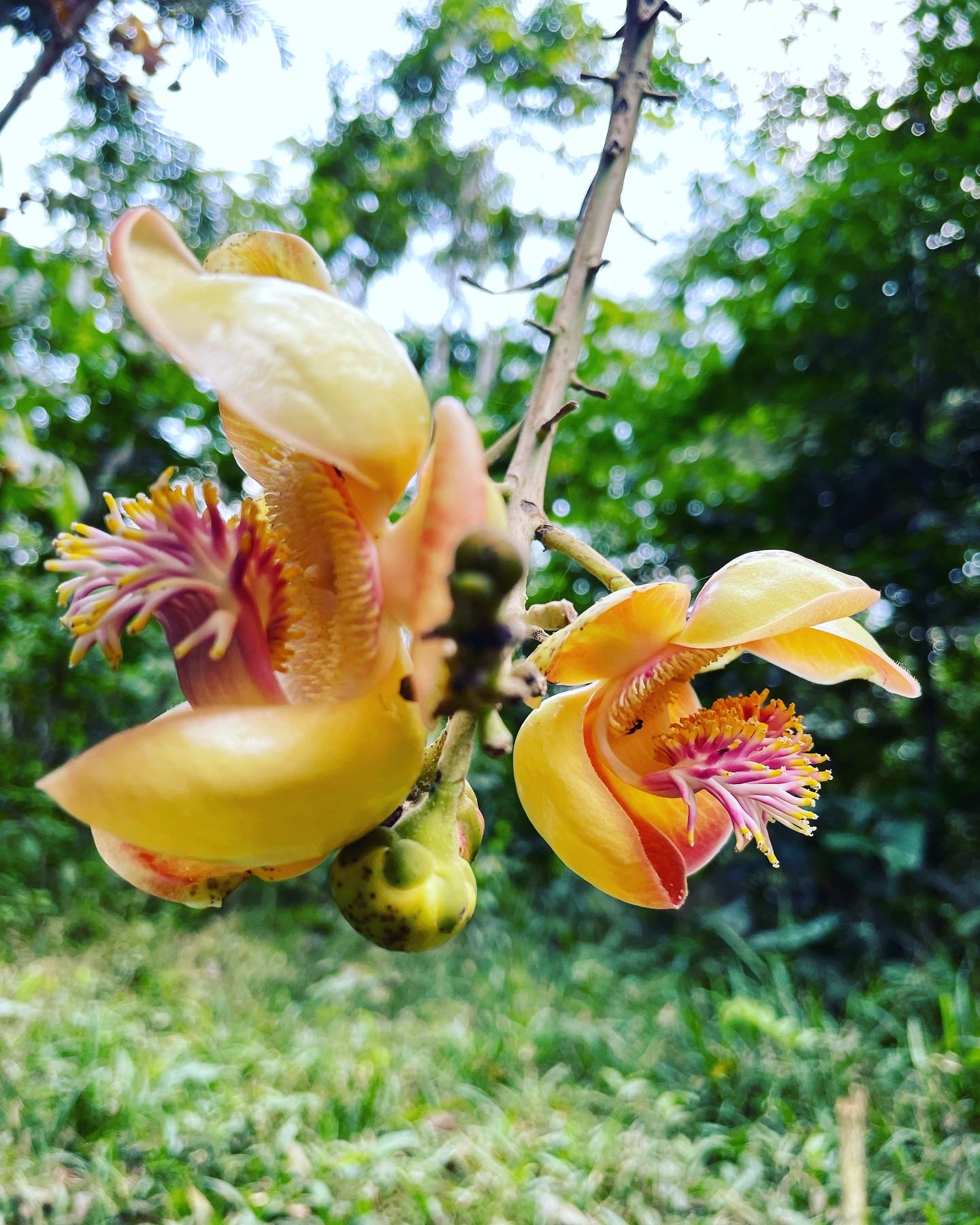 Medicinal plants at Ayaruna Gardens