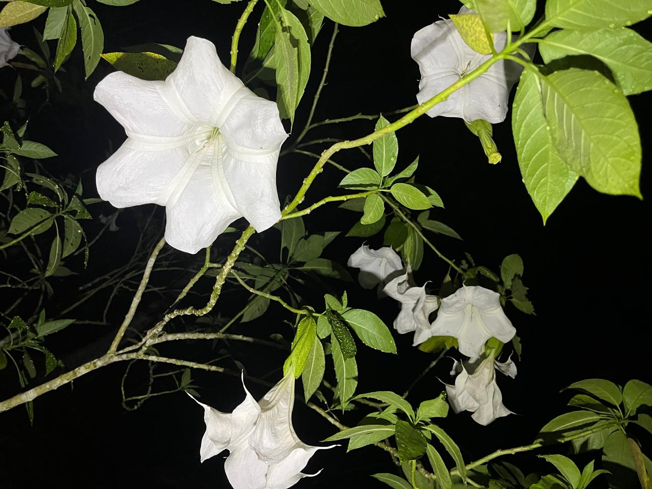 Ceremony preparation at Ayaruna