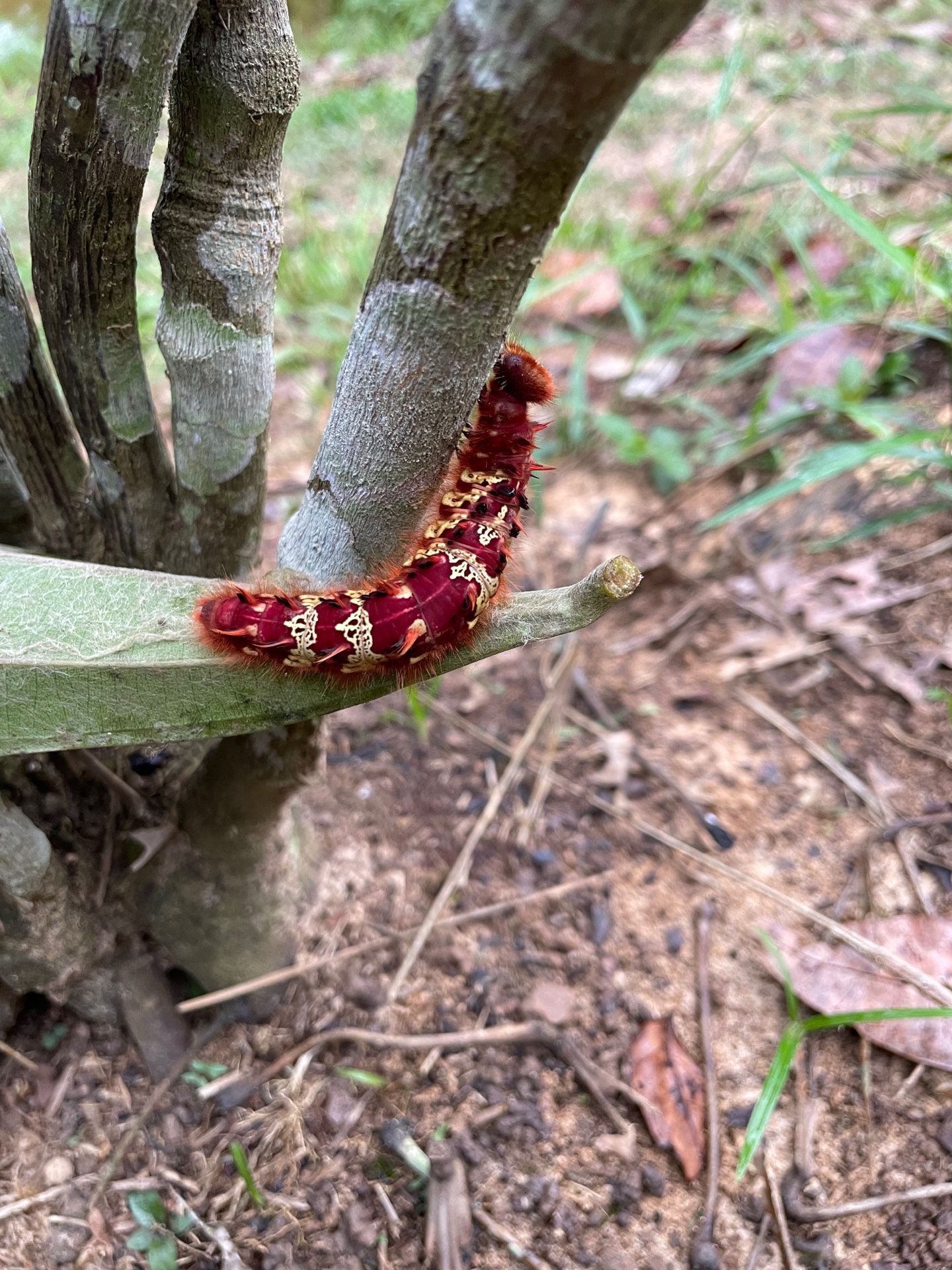 Amazonian landscape at Ayaruna
