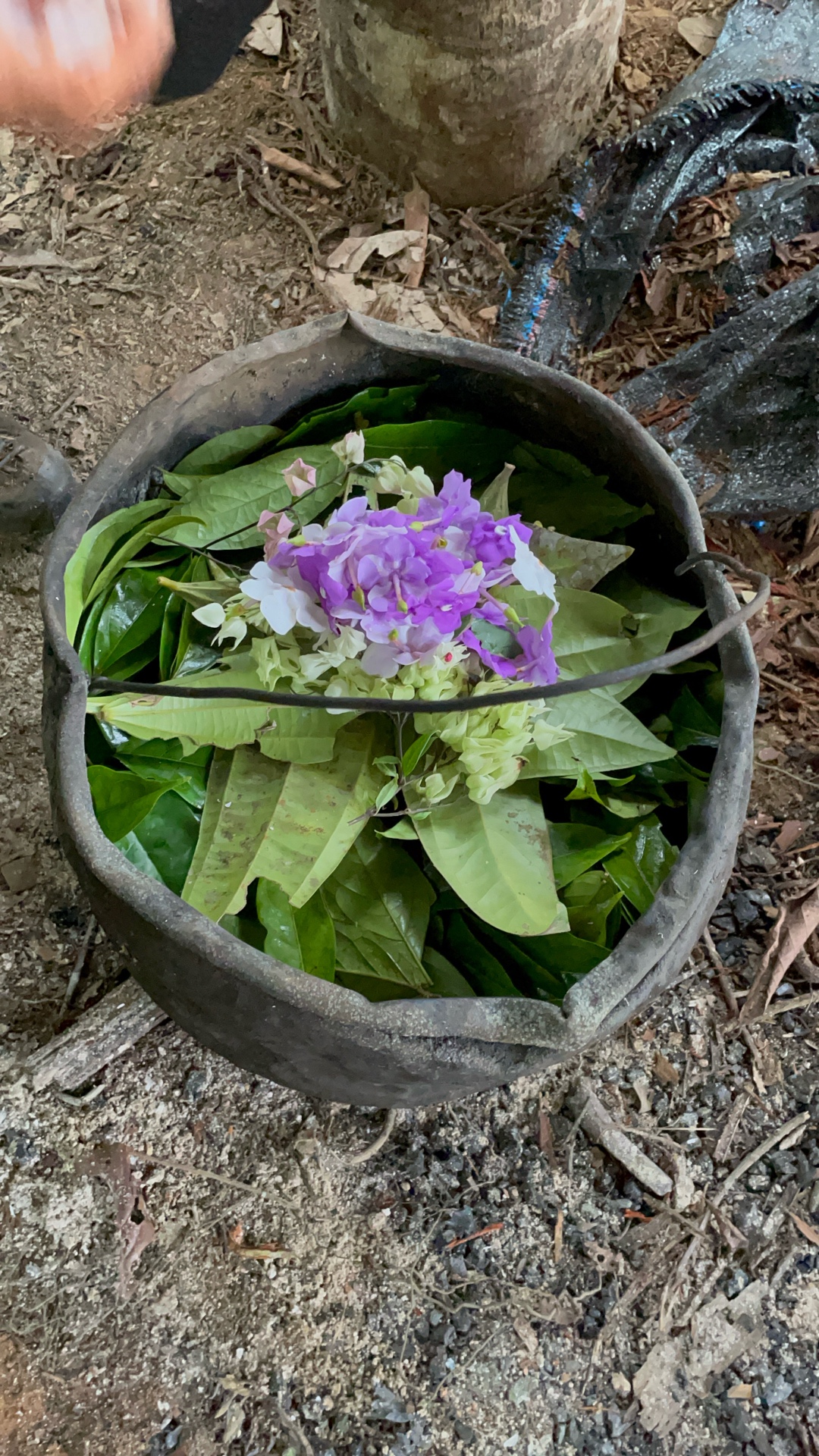 Garden pathways at Ayaruna
