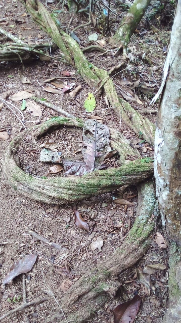 Jungle biodiversity at Ayaruna