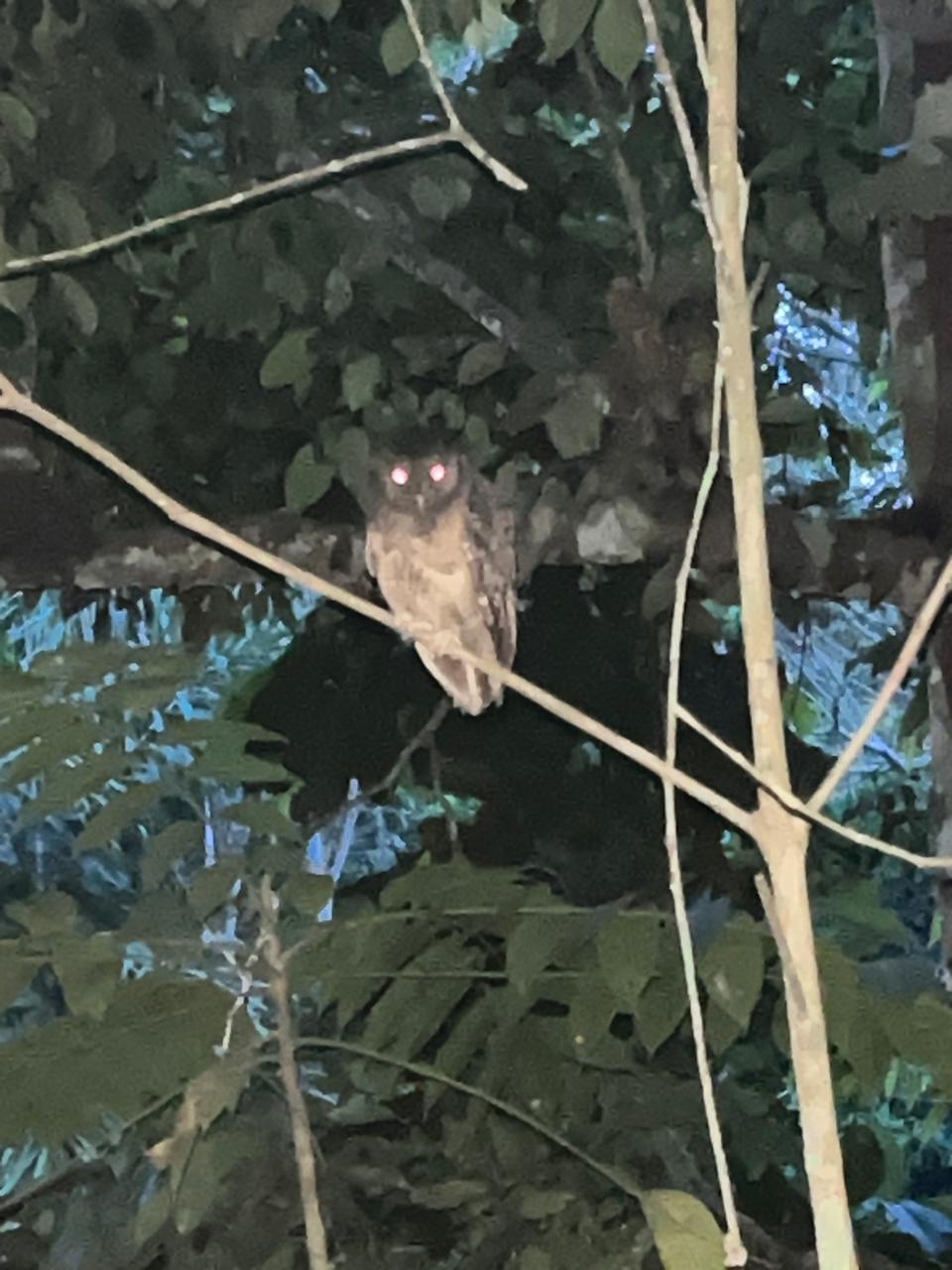 Natural healing environment at Ayaruna