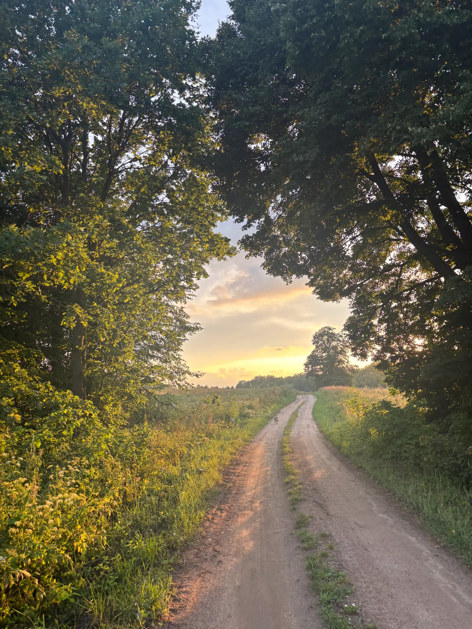 Leśna droga o zachodzie słońca