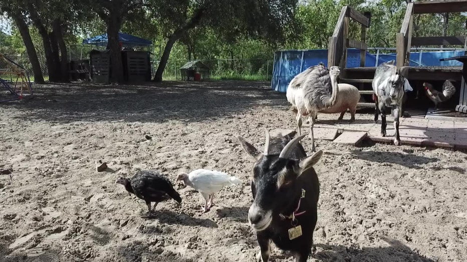 Goats and animals at Happy Campers Rescue Ranch