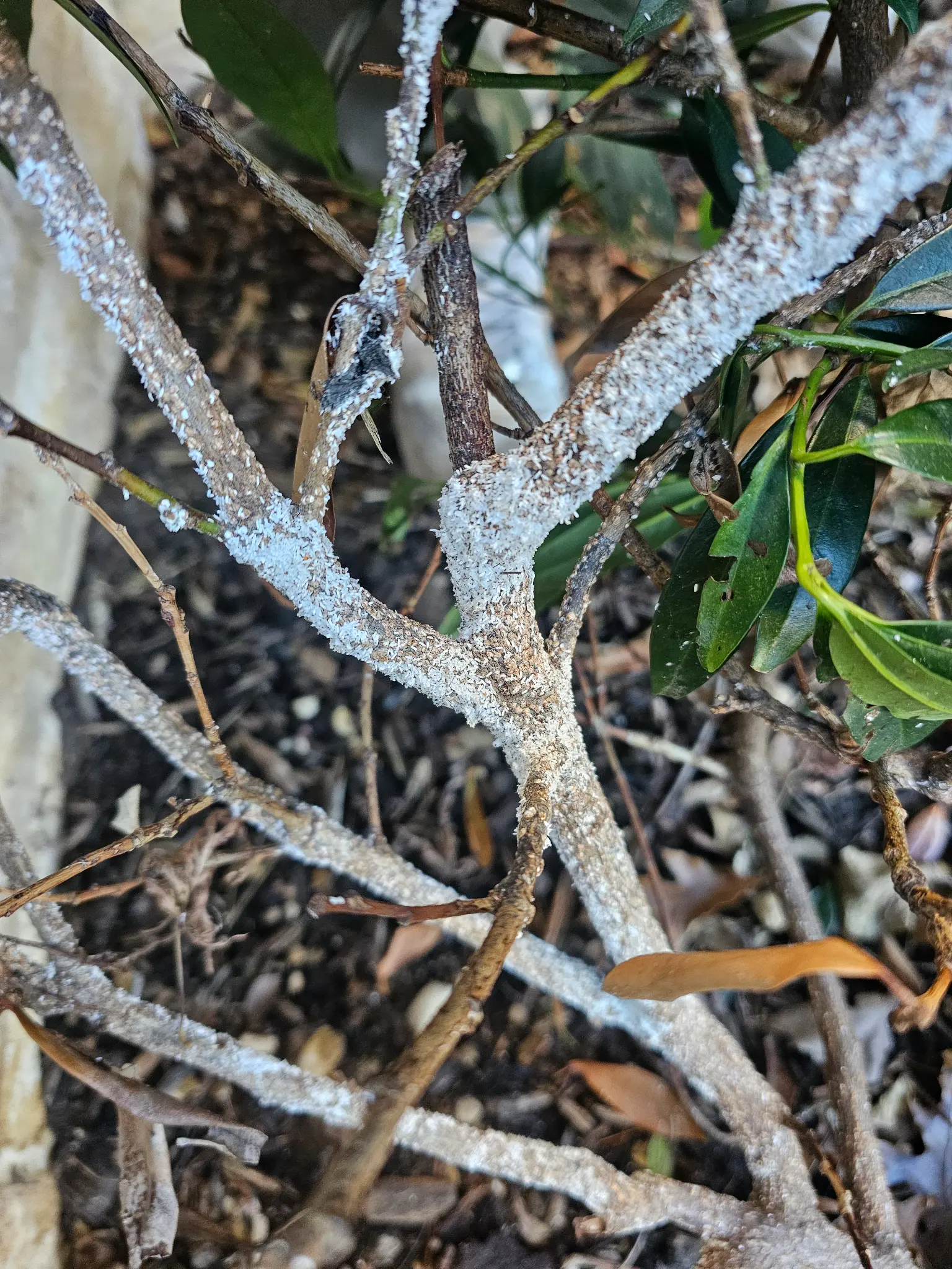 Cold Spring Harbor — Laurel Scale Infestation