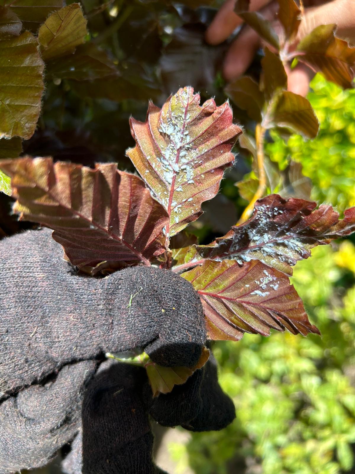 Manhasset — Woolly Beech Aphid Management