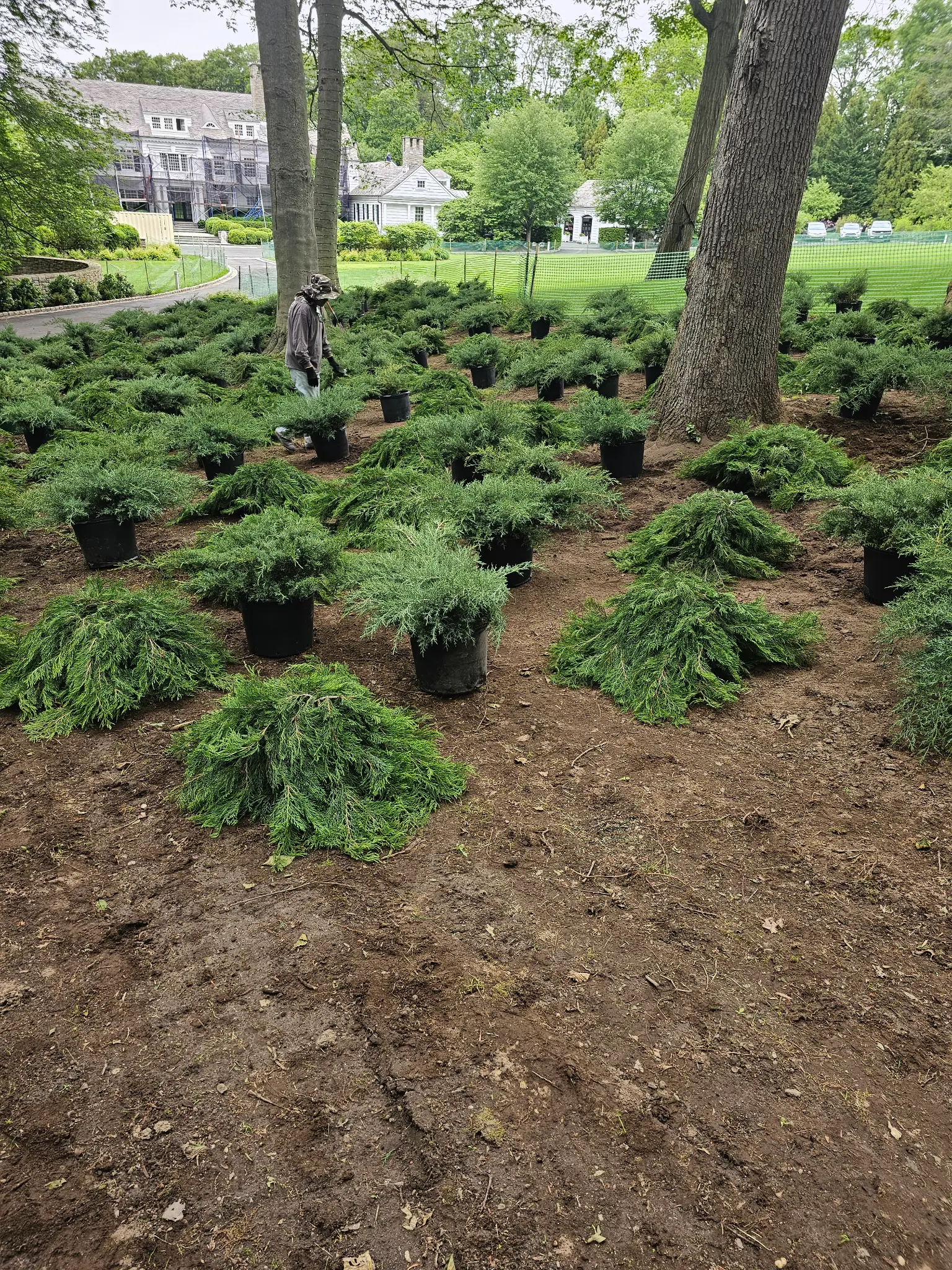 Locust Valley — Mass Juniper Planting Installation