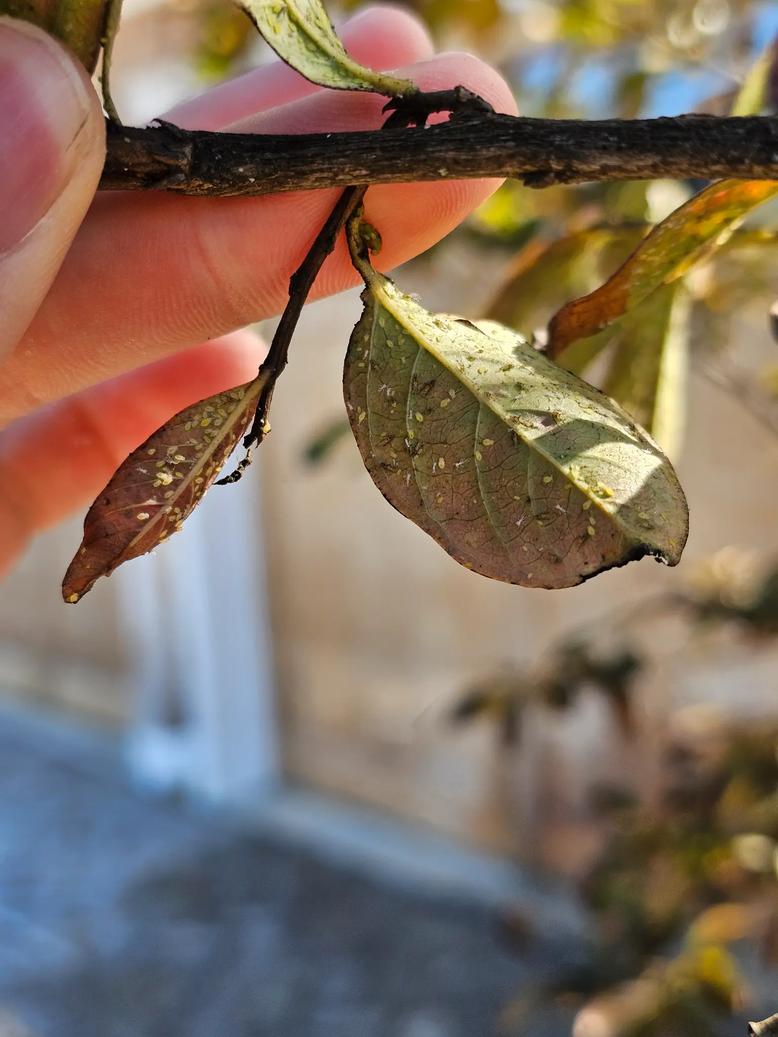 Asharoken — Crape Myrtle Aphid Treatment