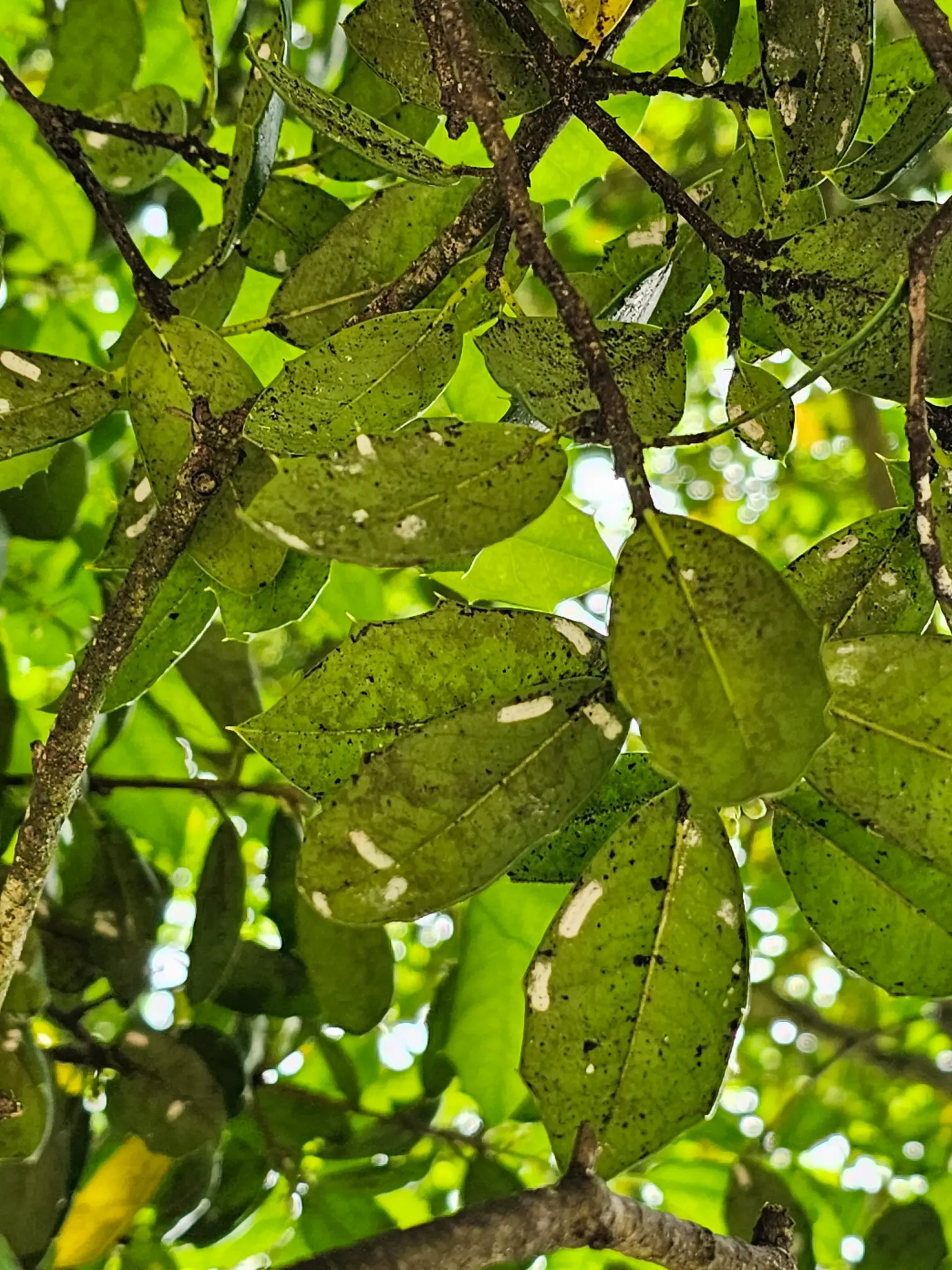 Nissequogue — Crape Myrtle Aphid & Sooty Mold
