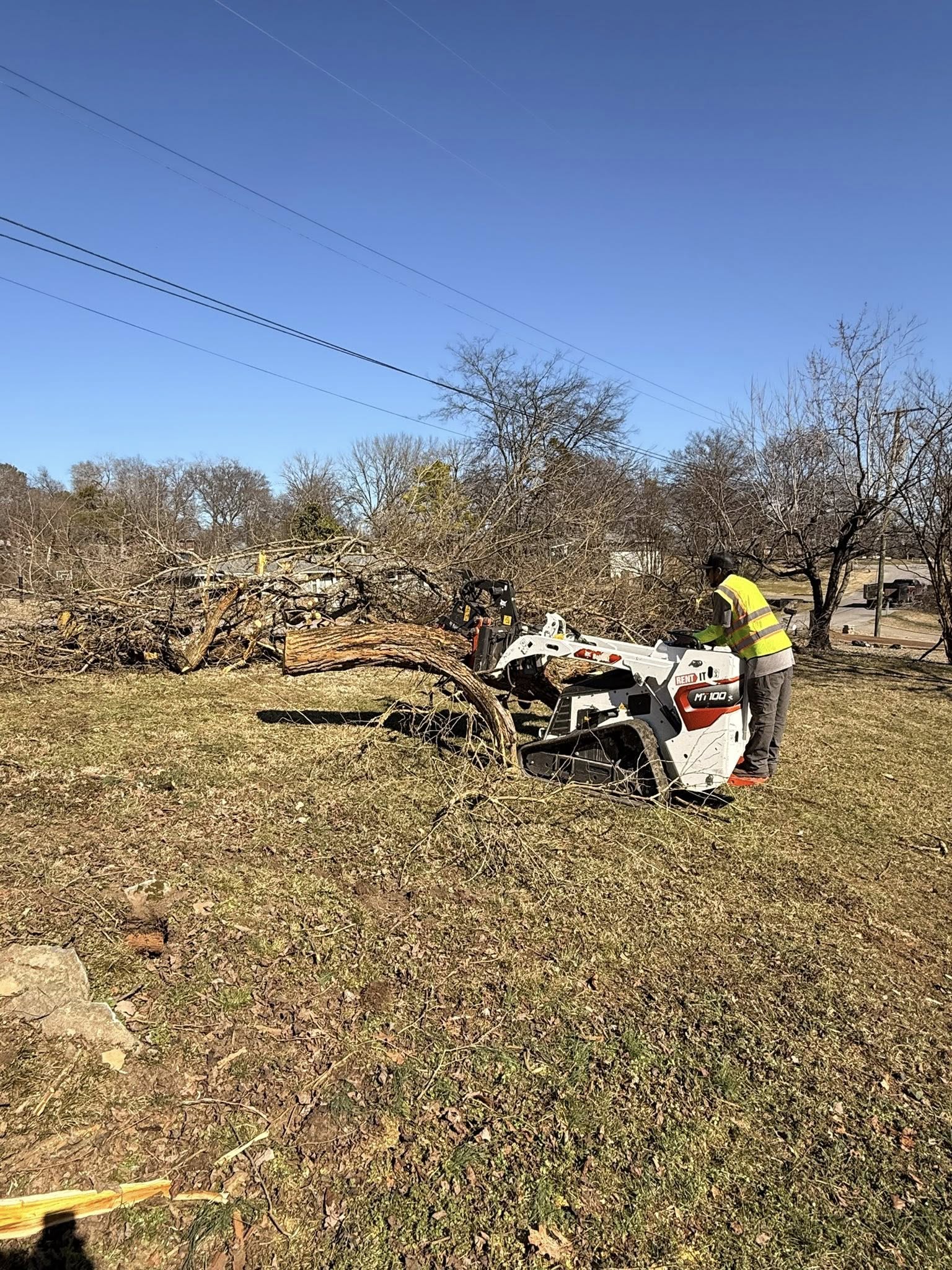 Crew member assessing large tree before removal — Bay City, MI
