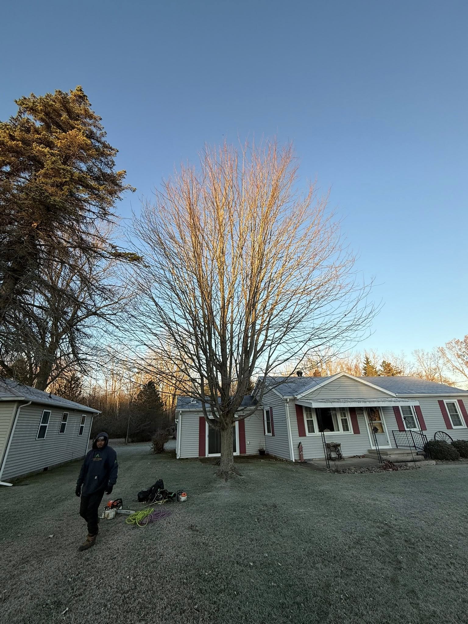 Skid steer clearing storm-fallen trees from residential property