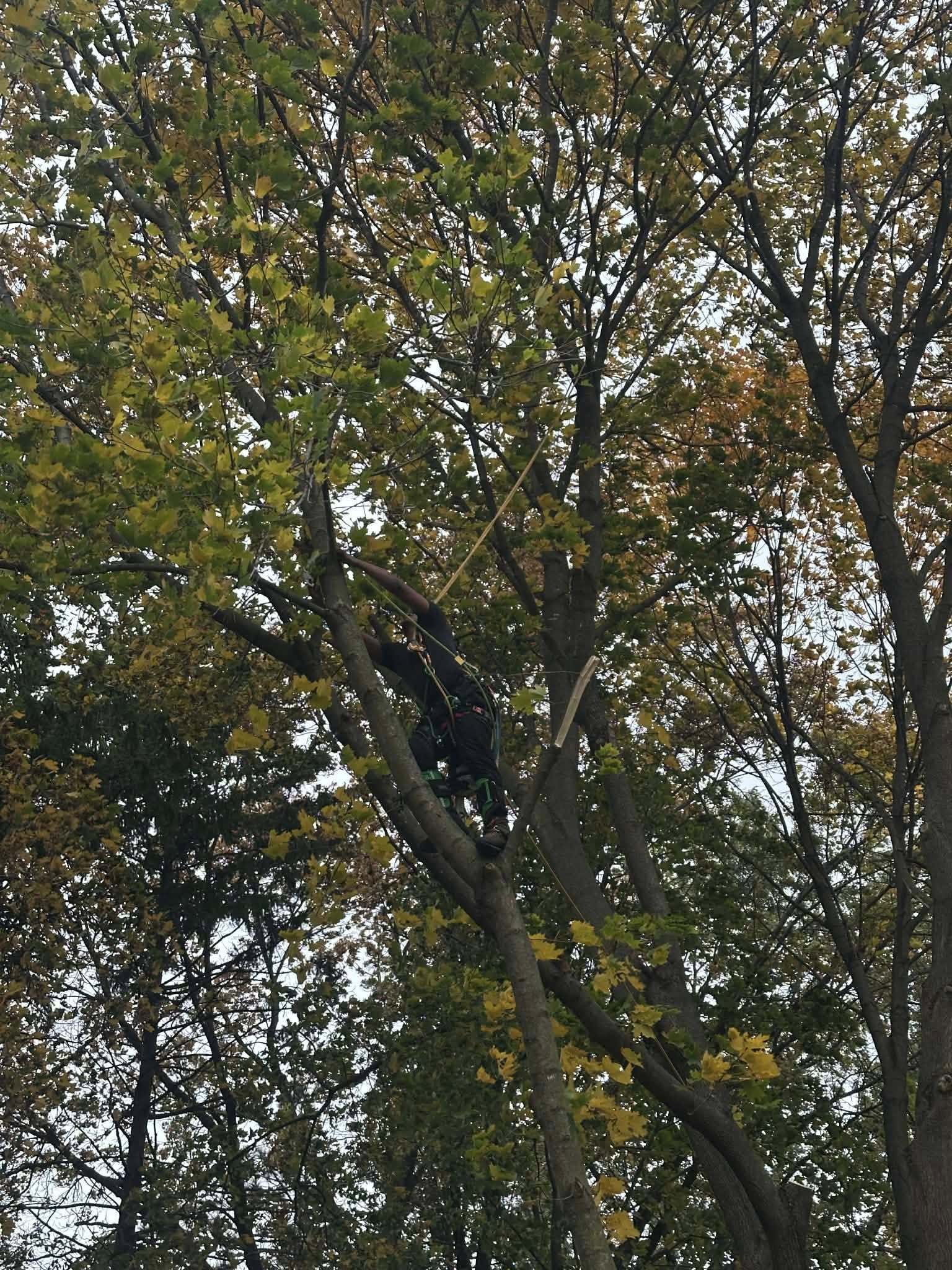 Expert Pruning & Trimming