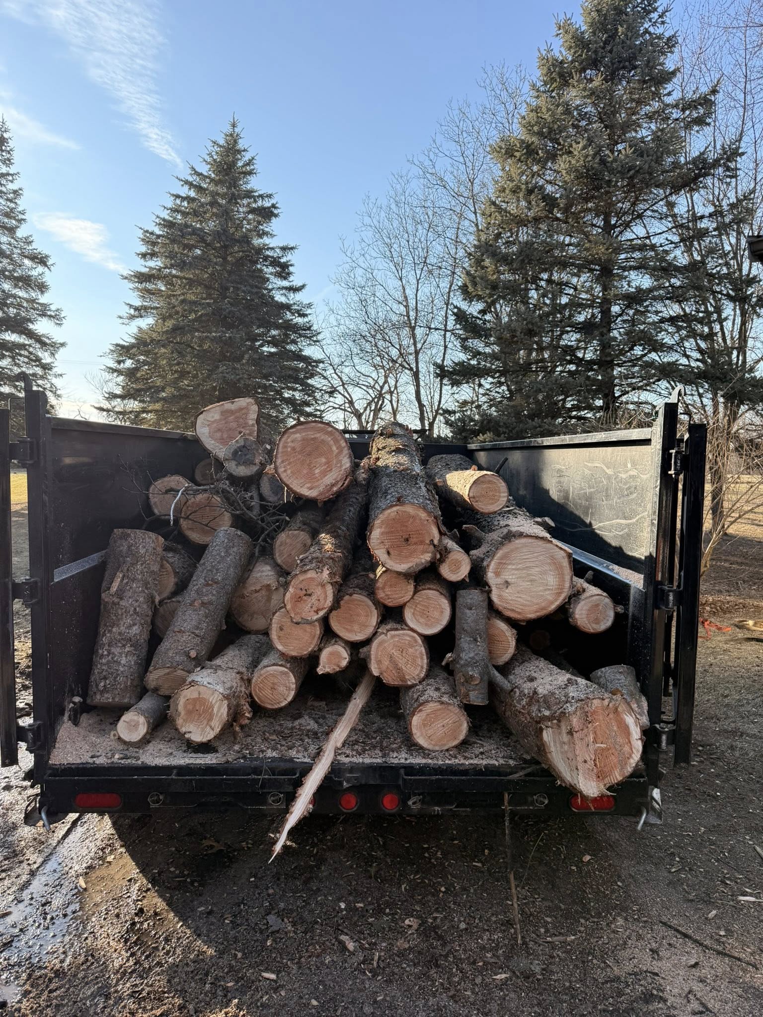Chainsaw work on massive tree trunk — expert removal
