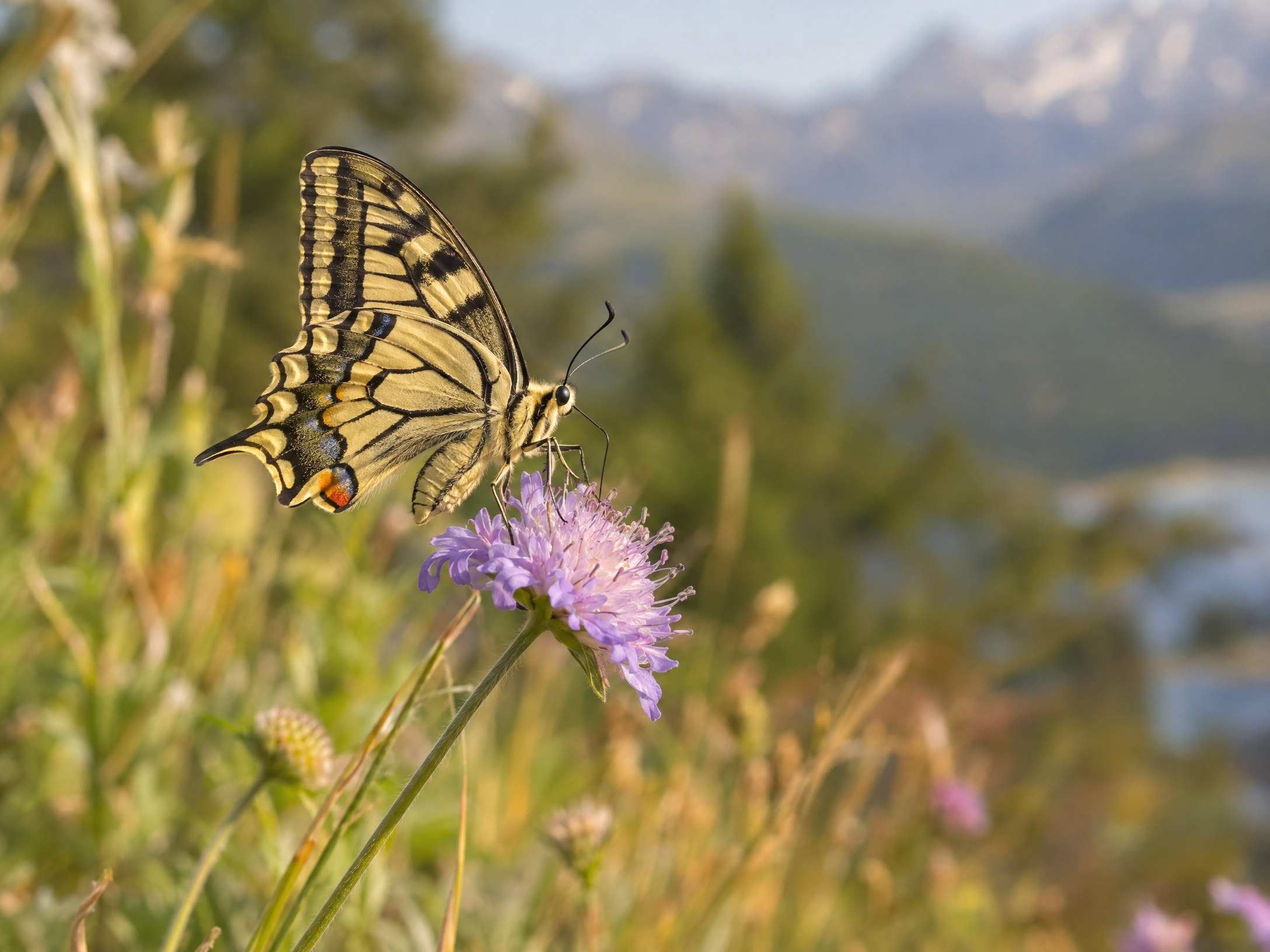 Schmetterling auf einer Wildblüte im natürlichen Licht